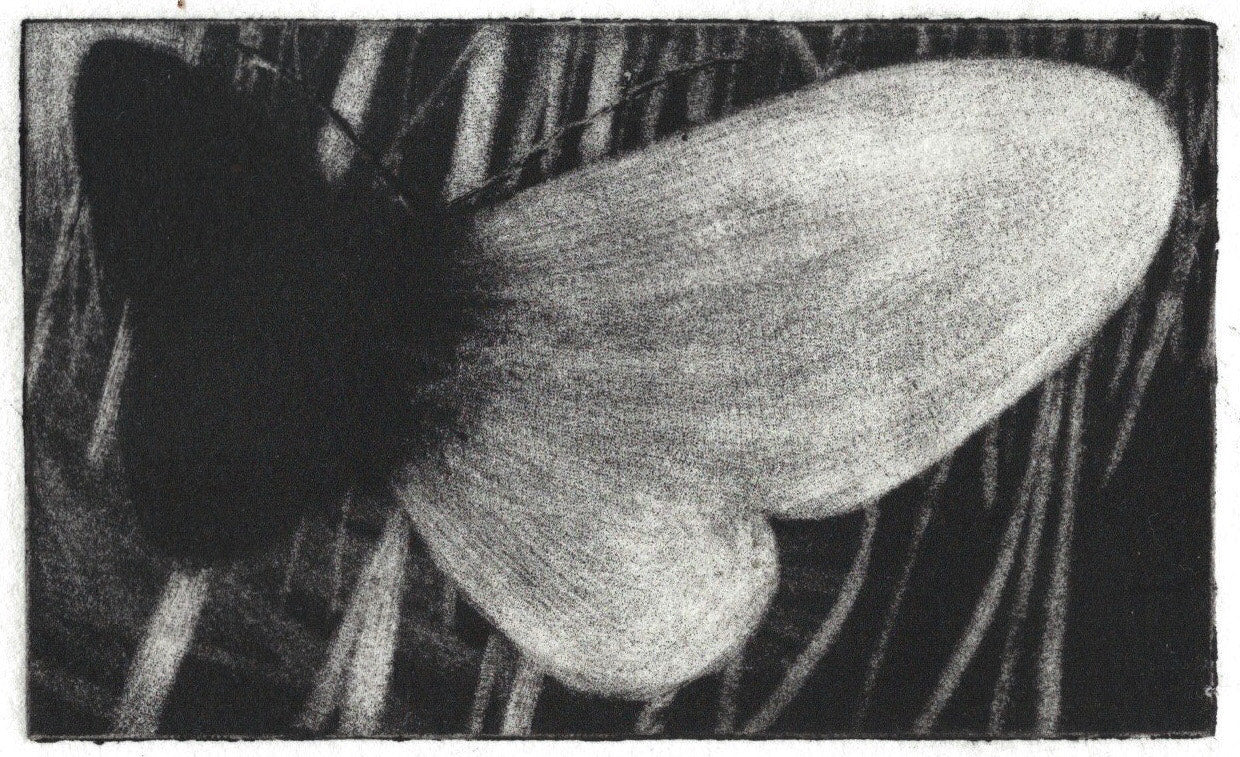 Tiny Moth