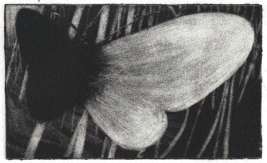 Tiny Moth